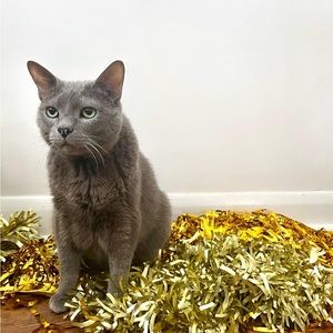 Meet your Posher, Yvonne